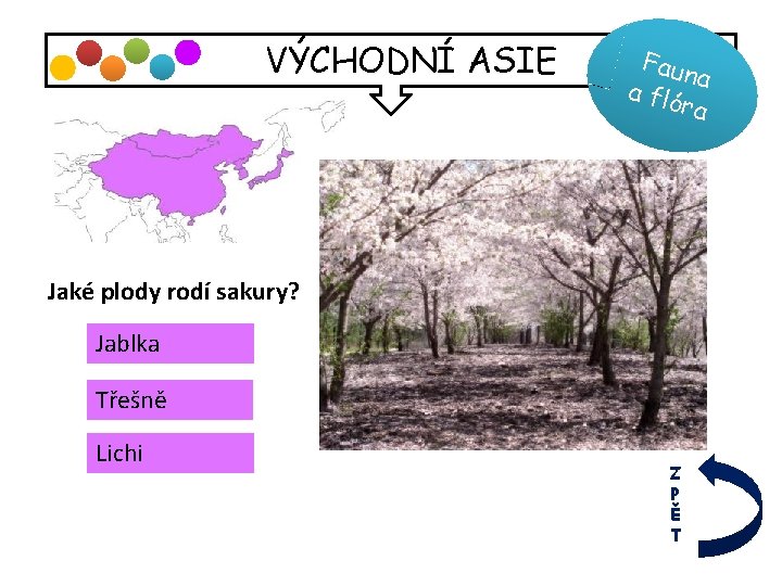 VÝCHODNÍ ASIE Faun a a fló ra Jaké plody rodí sakury? Jablka Třešně Lichi