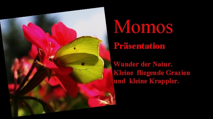 Momos Präsentation Wunder Natur. Kleine fliegende Grazien und kleine Krappler. 