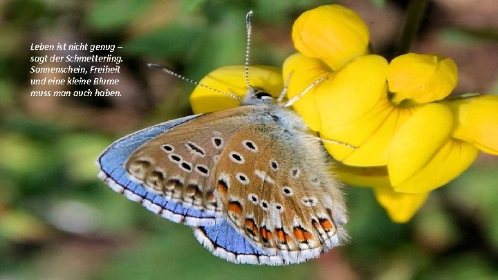 Leben ist nicht genug – sagt der Schmetterling. Sonnenschein, Freiheit und eine kleine Blume