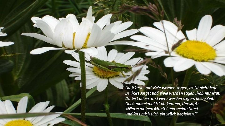 Du frierst, und viele werden sagen, es ist nicht kalt. Du hast Angst und