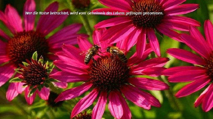 Wer die Natur betrachtet, wird vom Geheimnis des Lebens gefangen genommen. 