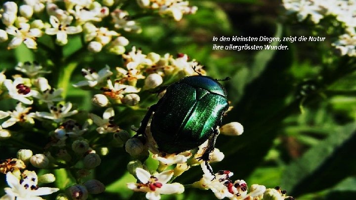 In den kleinsten Dingen, zeigt die Natur ihre allergrössten Wunder. 