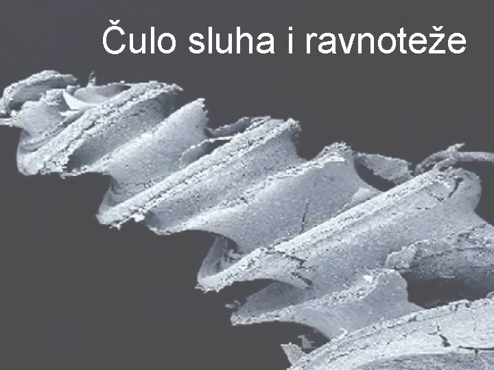 Čulo sluha i ravnoteže 