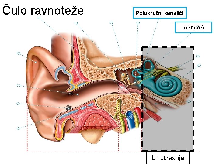 Čulo ravnoteže Polukružni kanalići mehurići Unutrašnje 