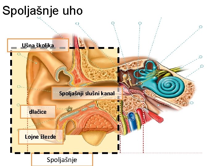 Spoljašnje uho Ušna školjka Spoljašnji slušni kanal dlačice Lojne žlezde Spoljašnje 