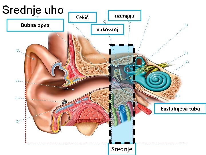 Srednje uho Bubna opna Čekić uzengija nakovanj Eustahijeva tuba Srednje 