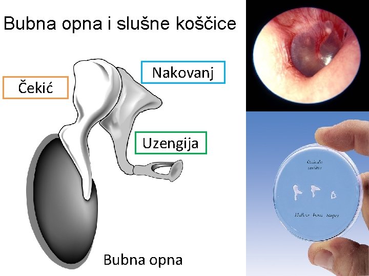 Bubna opna i slušne koščice Čekić Nakovanj Uzengija Bubna opna 