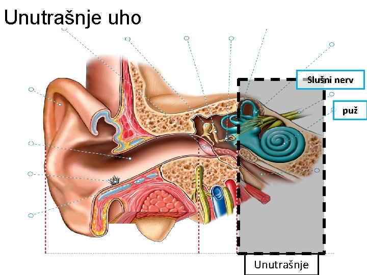 Unutrašnje uho Slušni nerv puž Unutrašnje 