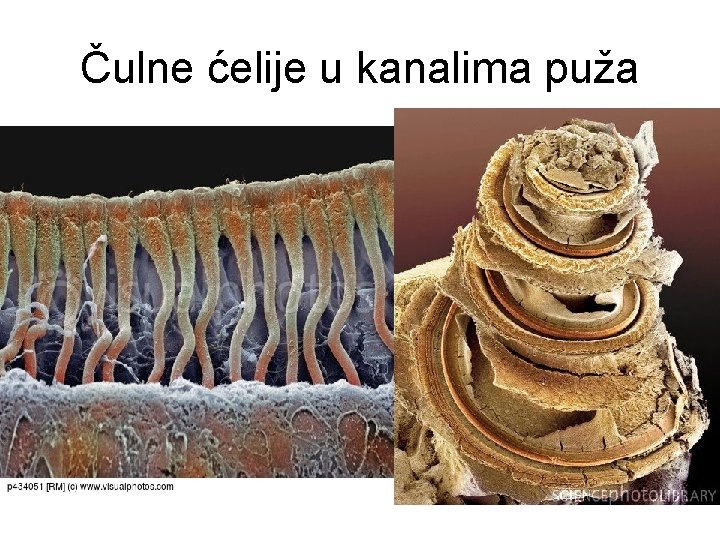 Čulne ćelije u kanalima puža 