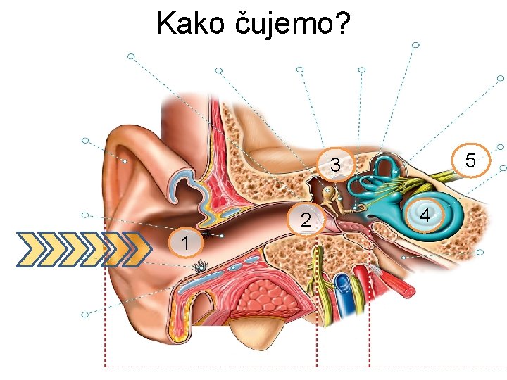 Kako čujemo? 5 3 2 1 4 