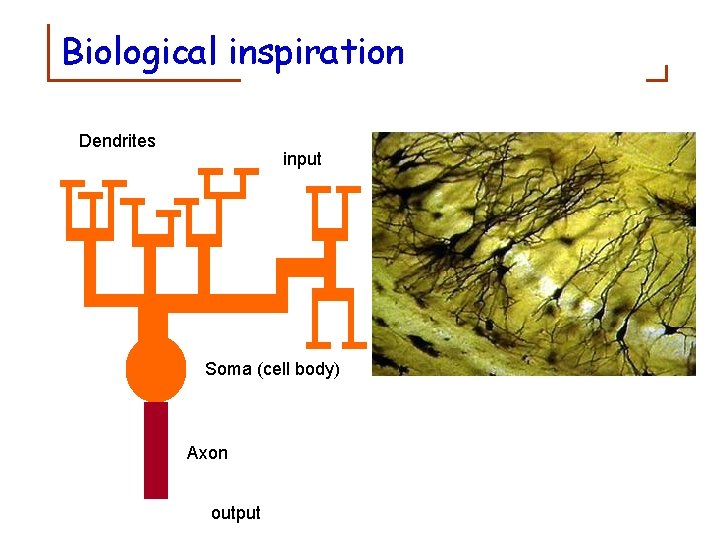Biological inspiration Dendrites input Soma (cell body) Axon output 