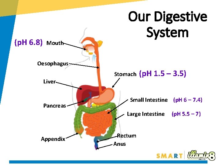 (p. H 6. 8) Mouth Our Digestive System Oesophagus Liver Pancreas Stomach (p. H (p. H 6. 8) Mouth Our Digestive System Oesophagus Liver Pancreas Stomach (p. H