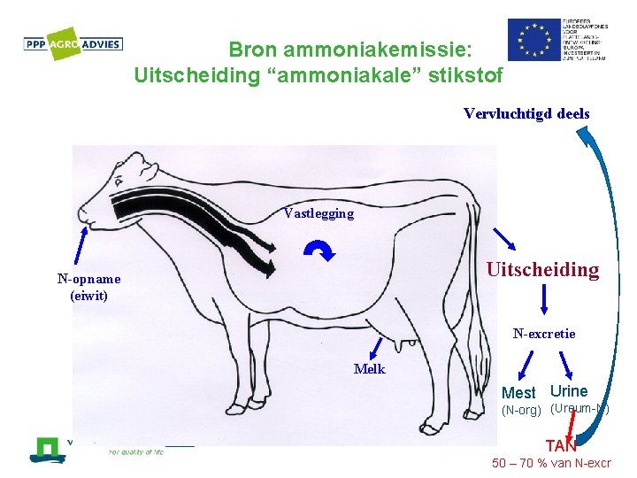 Bron ammoniakemissie: Uitscheiding “ammoniakale” stikstof Vervluchtigd deels Vastlegging Uitscheiding N-opname (eiwit) N-excretie Melk Mest