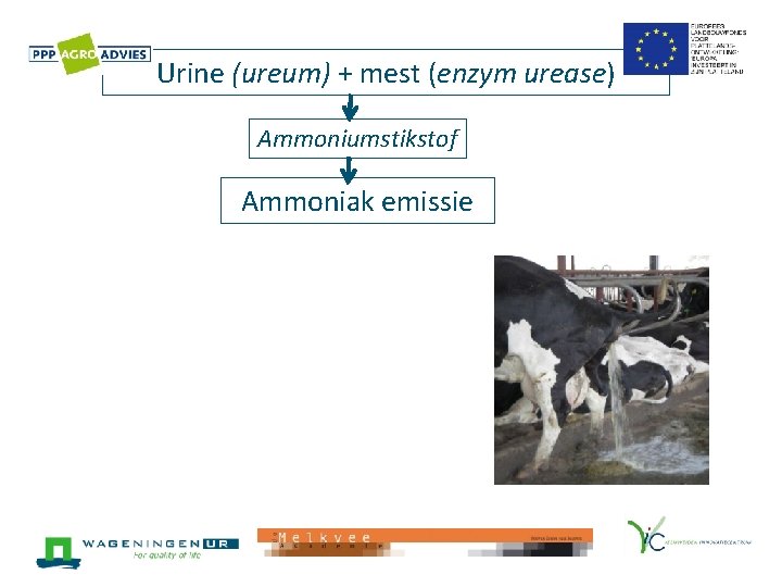 Urine (ureum) + mest (enzym urease) Ammoniumstikstof Ammoniak emissie 