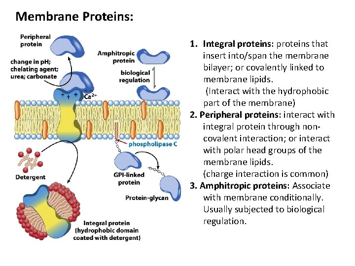 Membrane Proteins: 1. Integral proteins: proteins that insert into/span the membrane bilayer; or covalently