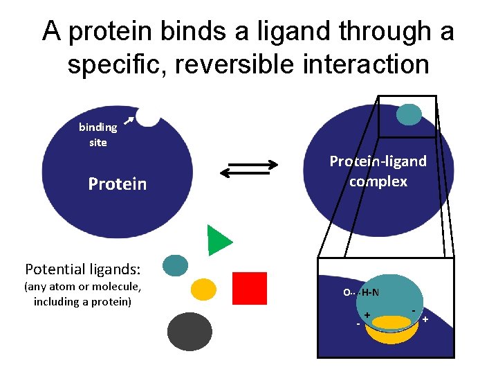 A protein binds a ligand through a specific, reversible interaction binding site Protein-ligand complex