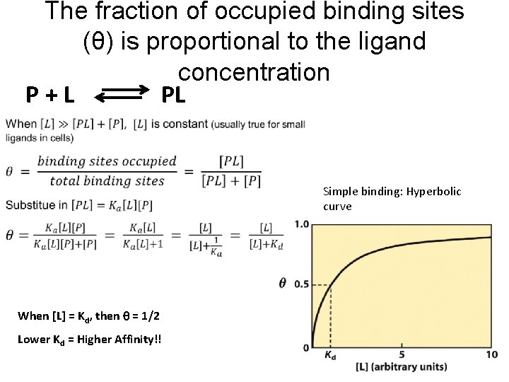 The fraction of occupied binding sites (θ) is proportional to the ligand concentration P+L