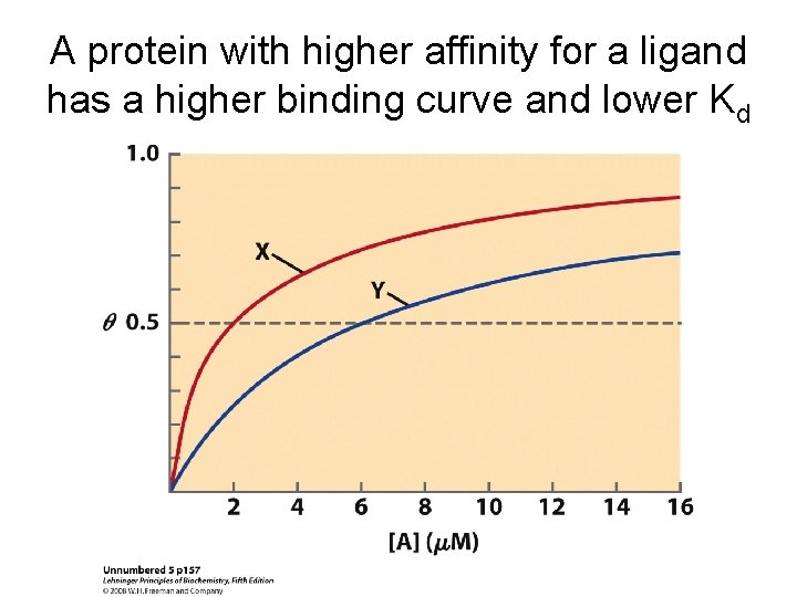 A protein with higher affinity for a ligand has a higher binding curve and