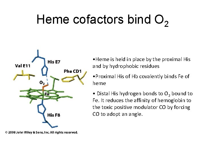 Heme cofactors bind O 2 • Heme is held in place by the proximal