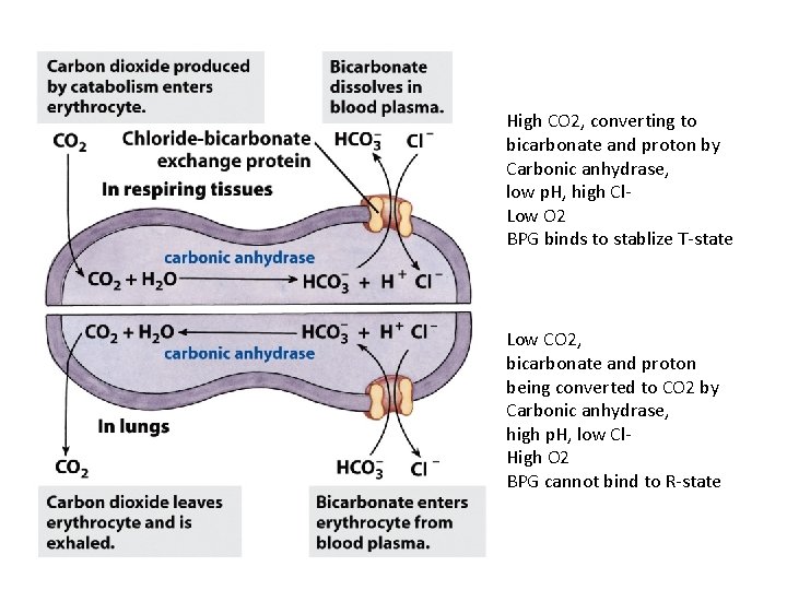 High CO 2, converting to bicarbonate and proton by Carbonic anhydrase, low p. H,