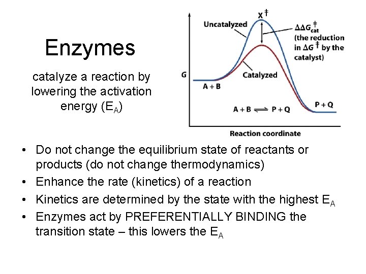 Enzymes catalyze a reaction by lowering the activation energy (EA) • Do not change