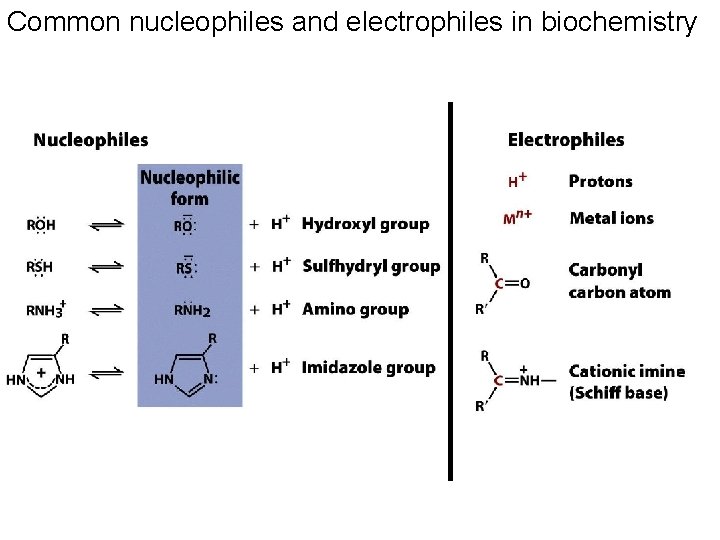 Common nucleophiles and electrophiles in biochemistry 