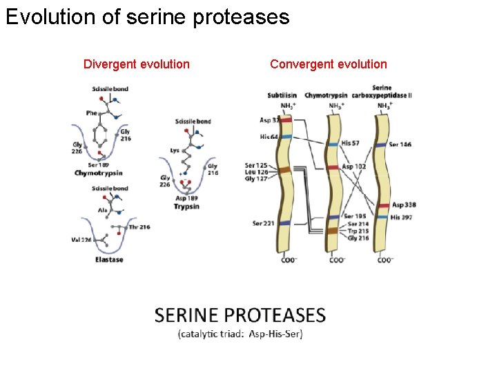 Evolution of serine proteases Divergent evolution Convergent evolution 
