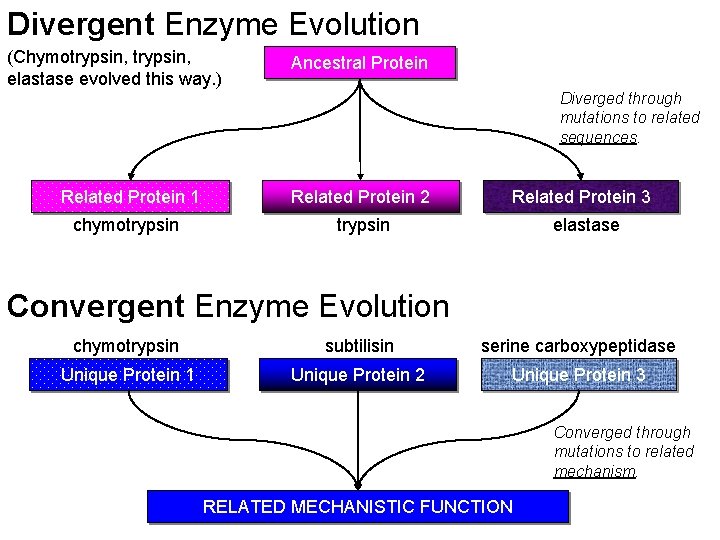 Divergent Enzyme Evolution (Chymotrypsin, elastase evolved this way. ) Ancestral Protein Diverged through mutations