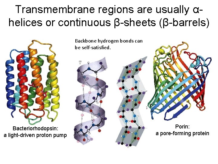 Transmembrane regions are usually αhelices or continuous β-sheets (β-barrels) Backbone hydrogen bonds can be