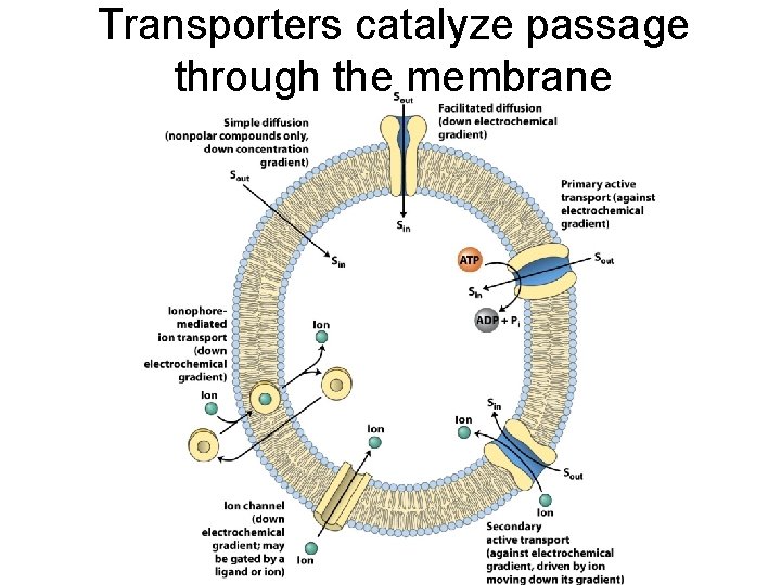 Transporters catalyze passage through the membrane 