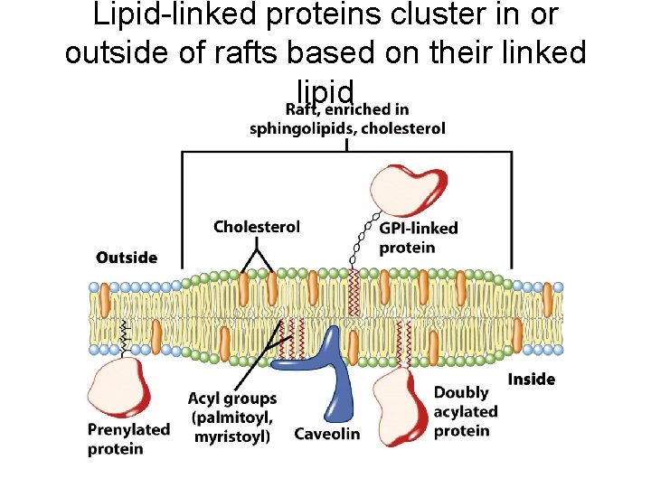 Lipid-linked proteins cluster in or outside of rafts based on their linked lipid 