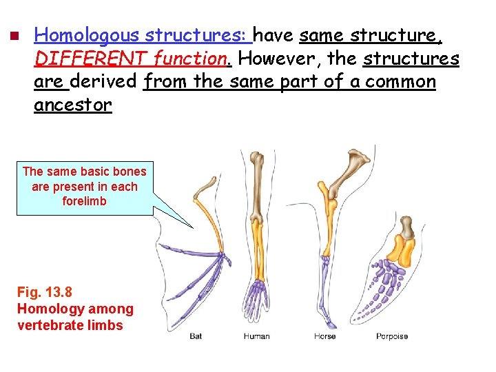 n Homologous structures: have same structure, DIFFERENT function. However, the structures are derived from