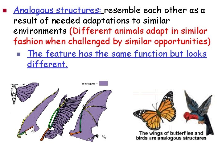 n Analogous structures: resemble each other as a result of needed adaptations to similar