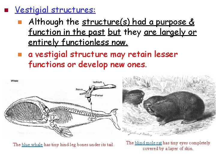 n Vestigial structures: n Although the structure(s) had a purpose & function in the