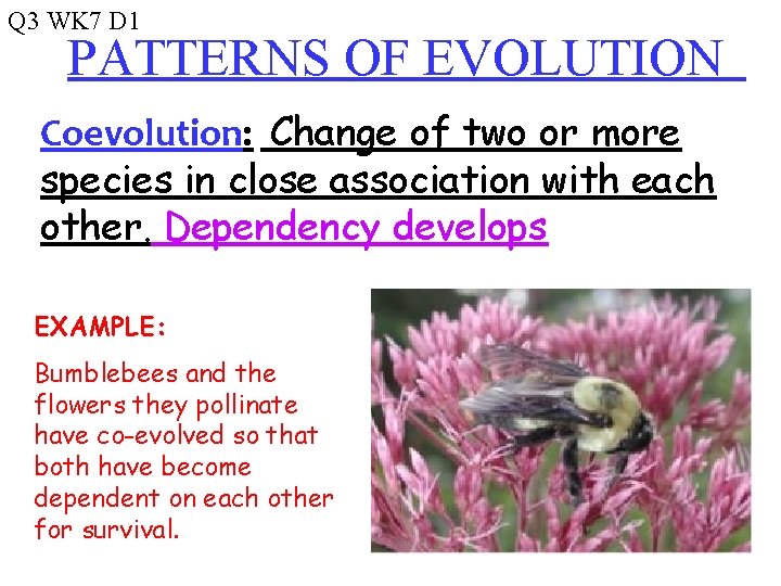 Q 3 WK 7 D 1 PATTERNS OF EVOLUTION Coevolution: Change of two or