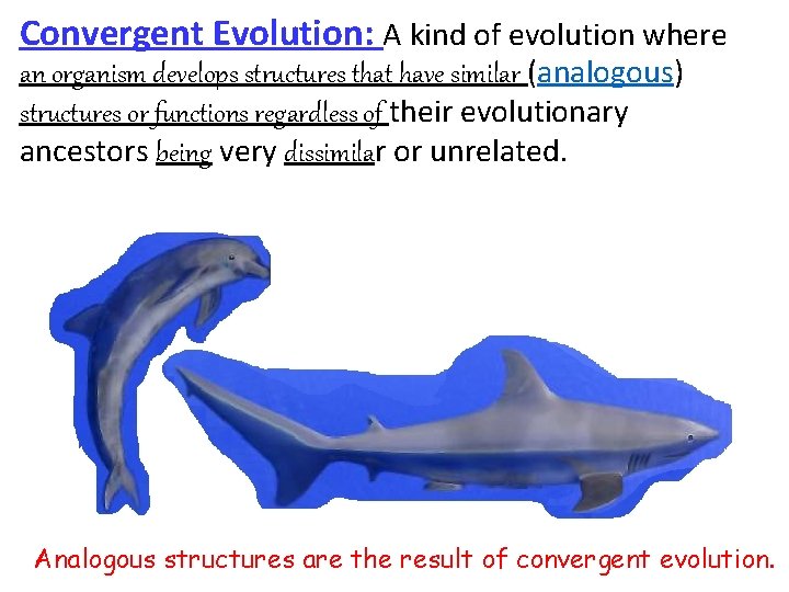 Convergent Evolution: A kind of evolution where an organism develops structures that have similar