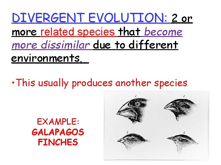 DIVERGENT EVOLUTION: 2 or more related species that become more dissimilar due to different