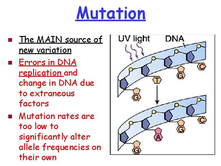 Mutation n The MAIN source of new variation Errors in DNA replication and change
