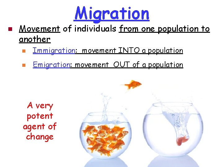 Migration n Movement of individuals from one population to another n Immigration: movement INTO