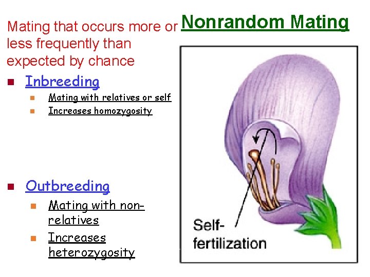 Mating that occurs more or Nonrandom less frequently than expected by chance n Inbreeding