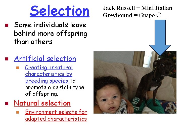 Selection n n Some individuals leave behind more offspring than others Artificial selection n