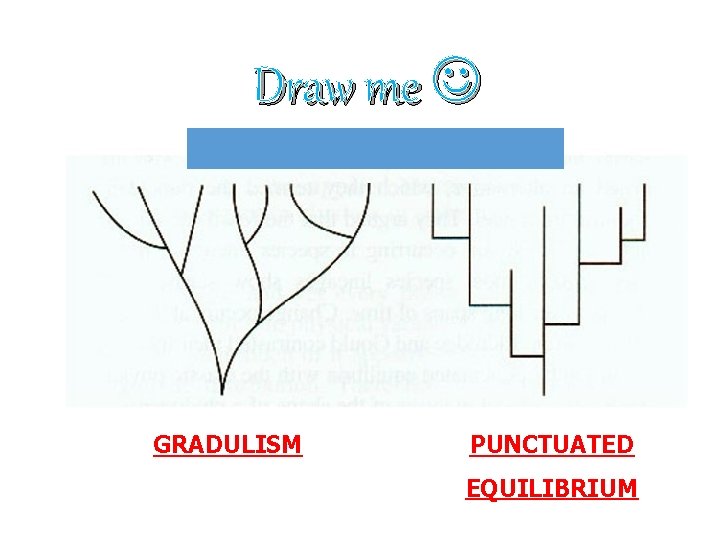 Draw me GRADULISM PUNCTUATED EQUILIBRIUM 