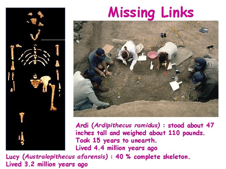 Missing Links Ardi (Ardipithecus ramidus) : stood about 47 inches tall and weighed about