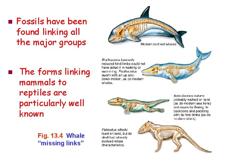 n n Fossils have been found linking all the major groups The forms linking