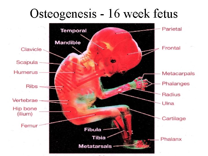Osteogenesis - 16 week fetus 