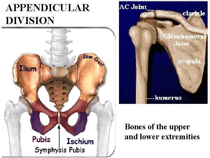 APPENDICULAR DIVISION Bones of the upper and lower extremities 