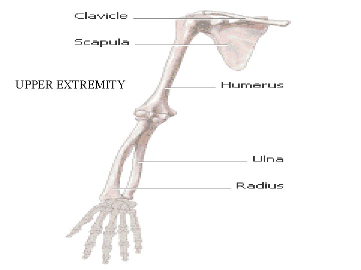 UPPER EXTREMITY 