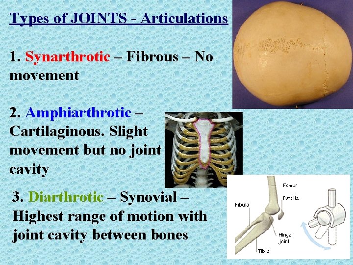 Types of JOINTS - Articulations 1. Synarthrotic – Fibrous – No movement 2. Amphiarthrotic