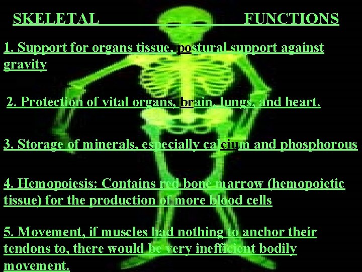 SKELETAL FUNCTIONS 1. Support for organs tissue, postural support against gravity 2. Protection of