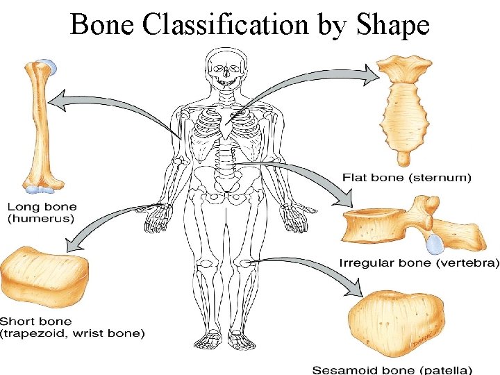 Bone Classification by Shape 